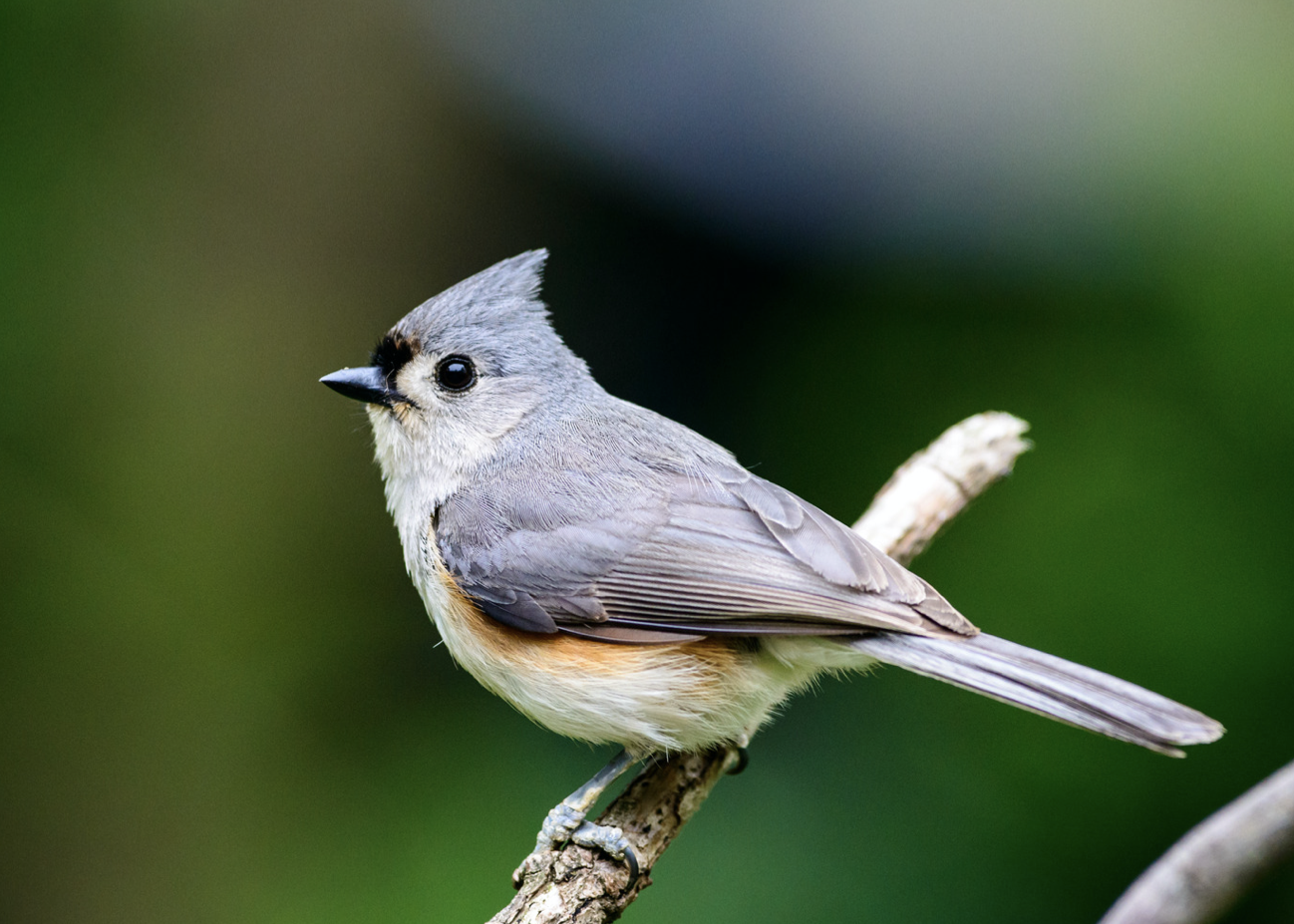 Deals Avian Nature Photography Print, Tufted Titmouse in the snow, Wintertime, Bird enthusiast wall decor